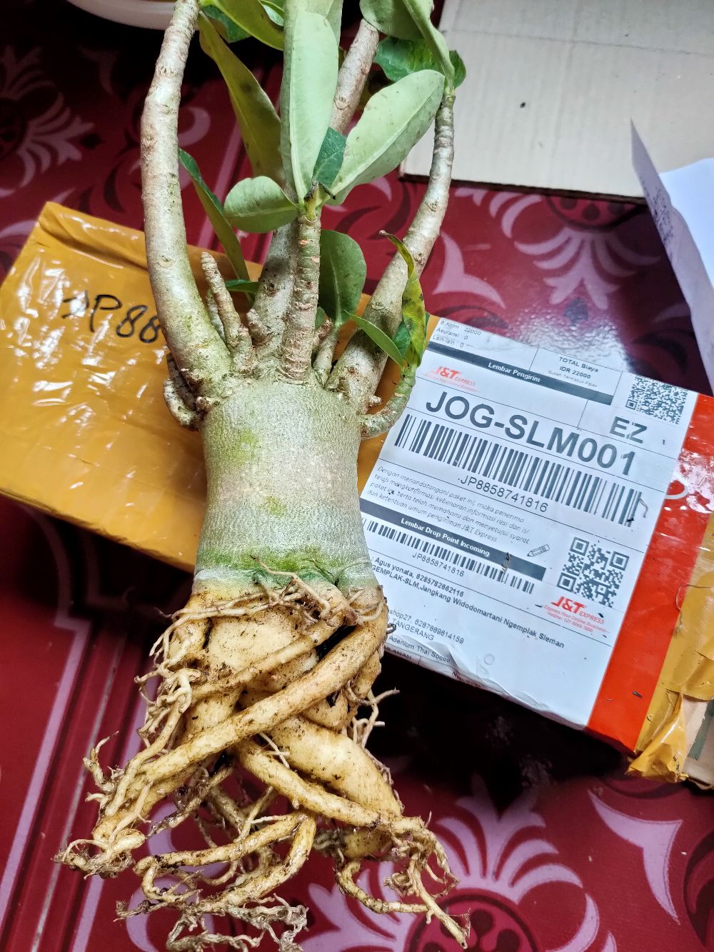 Adenium Thai Socco