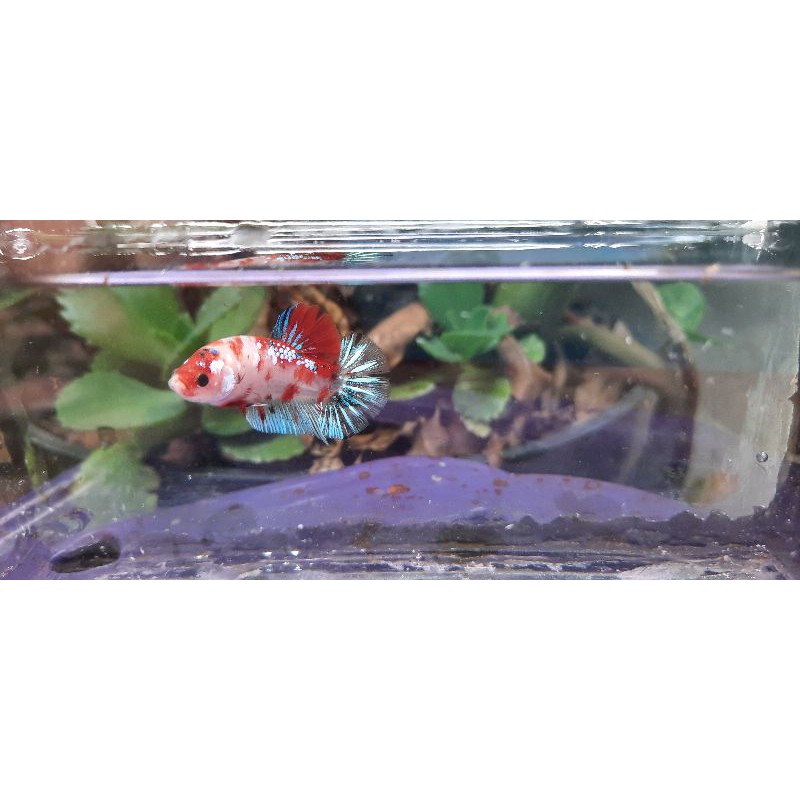 

koi copper