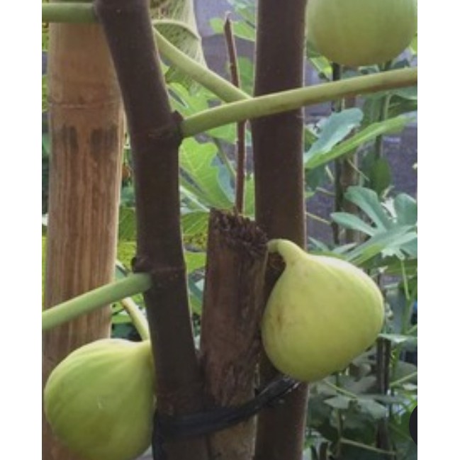 Bibit buah tin jenis yellow giant khasi China
