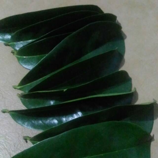 

Daun Sirsak / Daun Sirsak Segar / Obat Kanker / Cancer