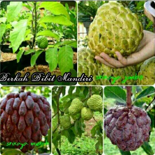 Paket 2 Batang Bibit Srikaya Hijau Jumbo & Srikaya Merah