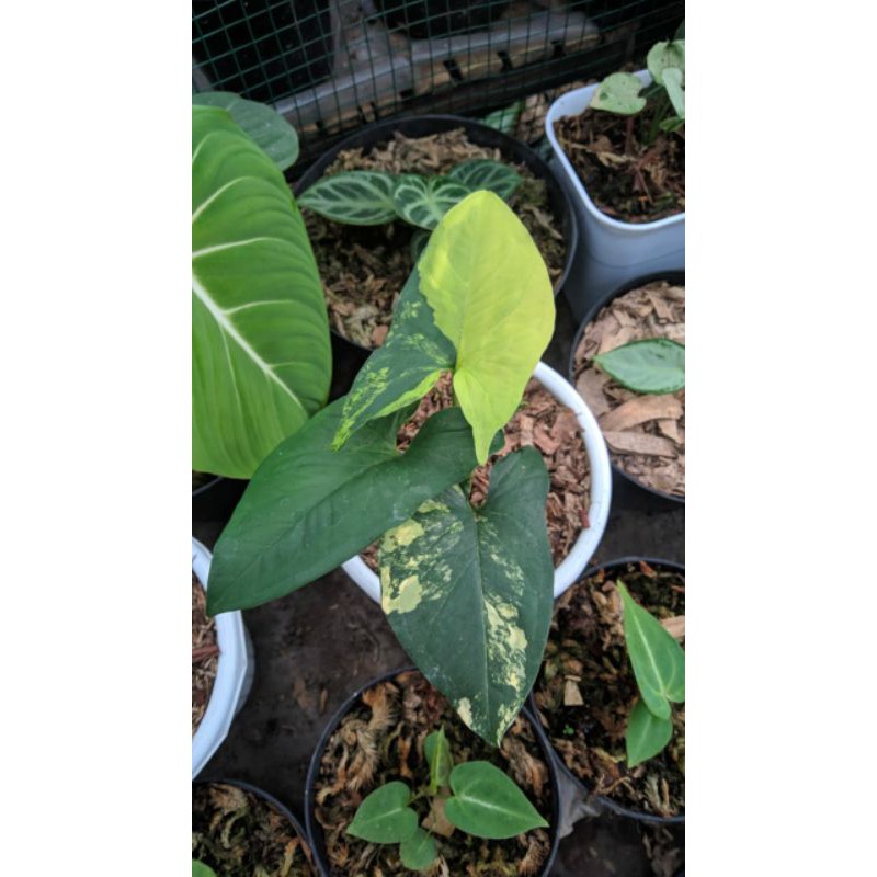 Syngonium variegata yellow