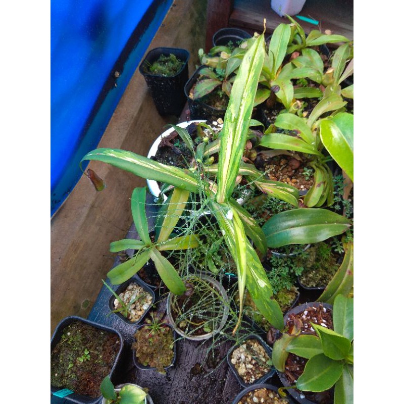 Nepenthes Gracilis Varigata High Quality