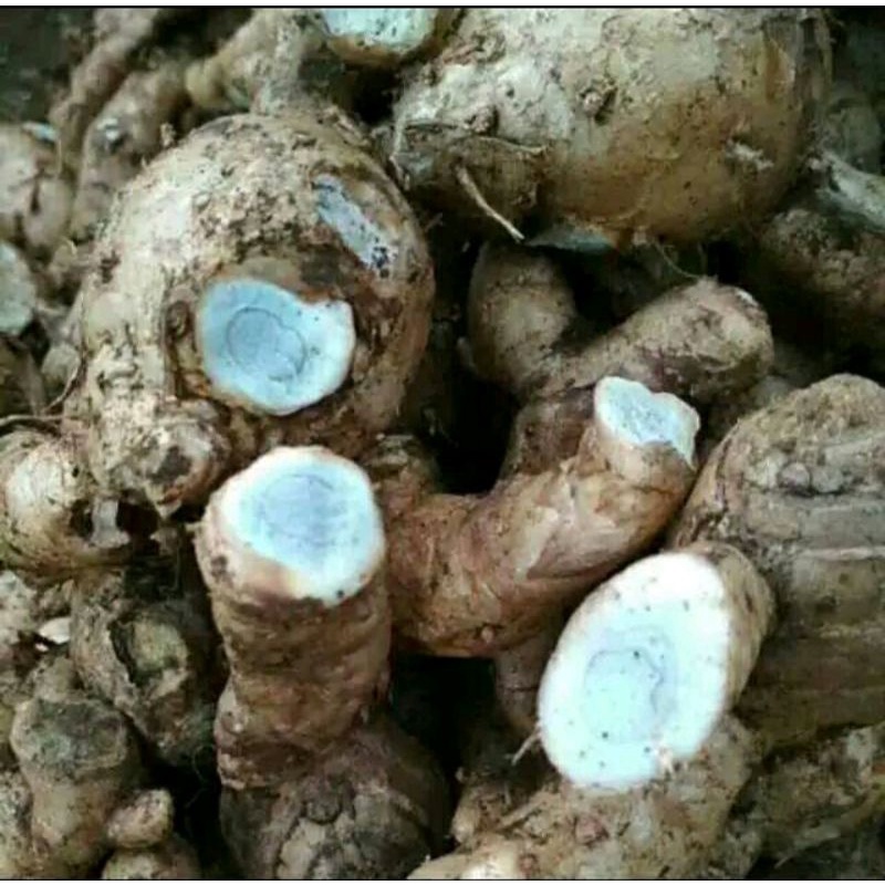 

TEMUIRENG SEGAR / TEMUHITAM