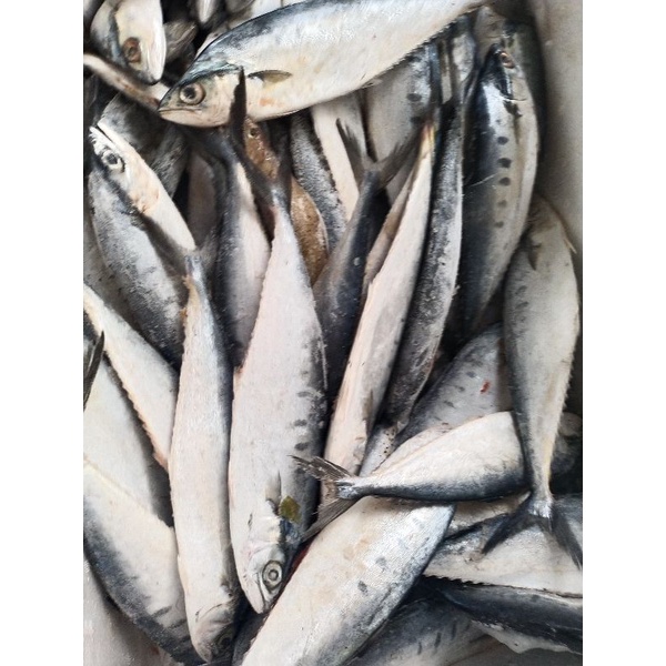

IKAN TALANG TALANG/ WASLIS 950g - 1kg (SIP)
