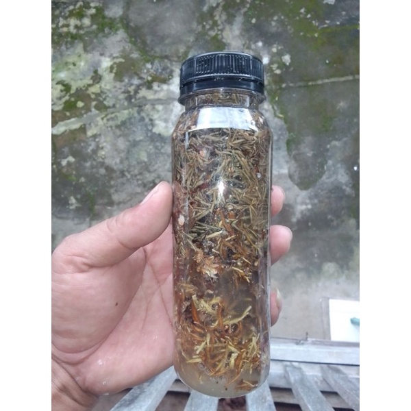 SEPORA JAKABA bibit Jakaba 250 ml fuul jamur