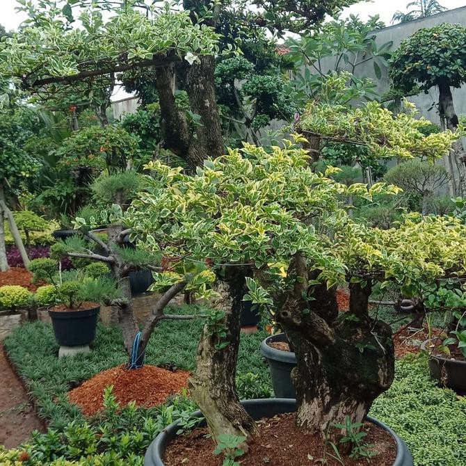 tanaman hias bonsai bougenville tricolour / bonsai bougenville