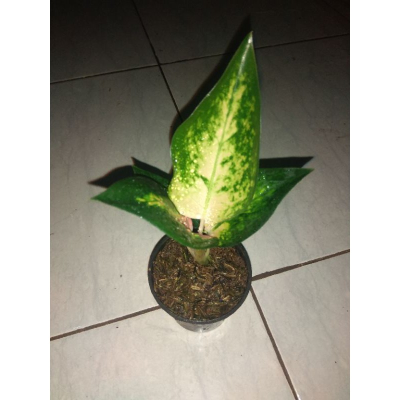 bibit aglonema kocin sutra