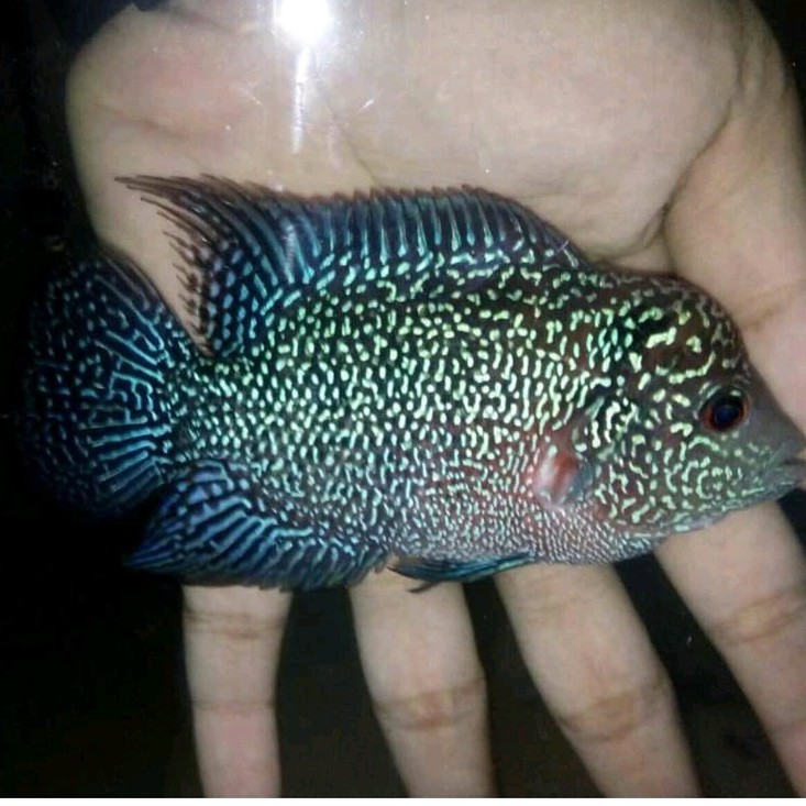 ikan lohan burayak cencu