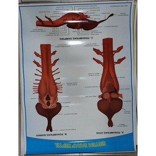 Sistem Saraf Pada Hewan / Sistem Organ Pada Hewan Siswapedia - Sistem indra pada hewan|hewan ...