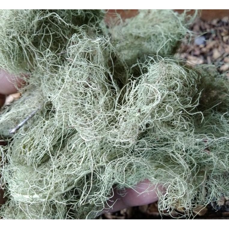 

Kayu Angin Kering Utuh Asli 1 kg Akar ANgin Kering Asli Alami