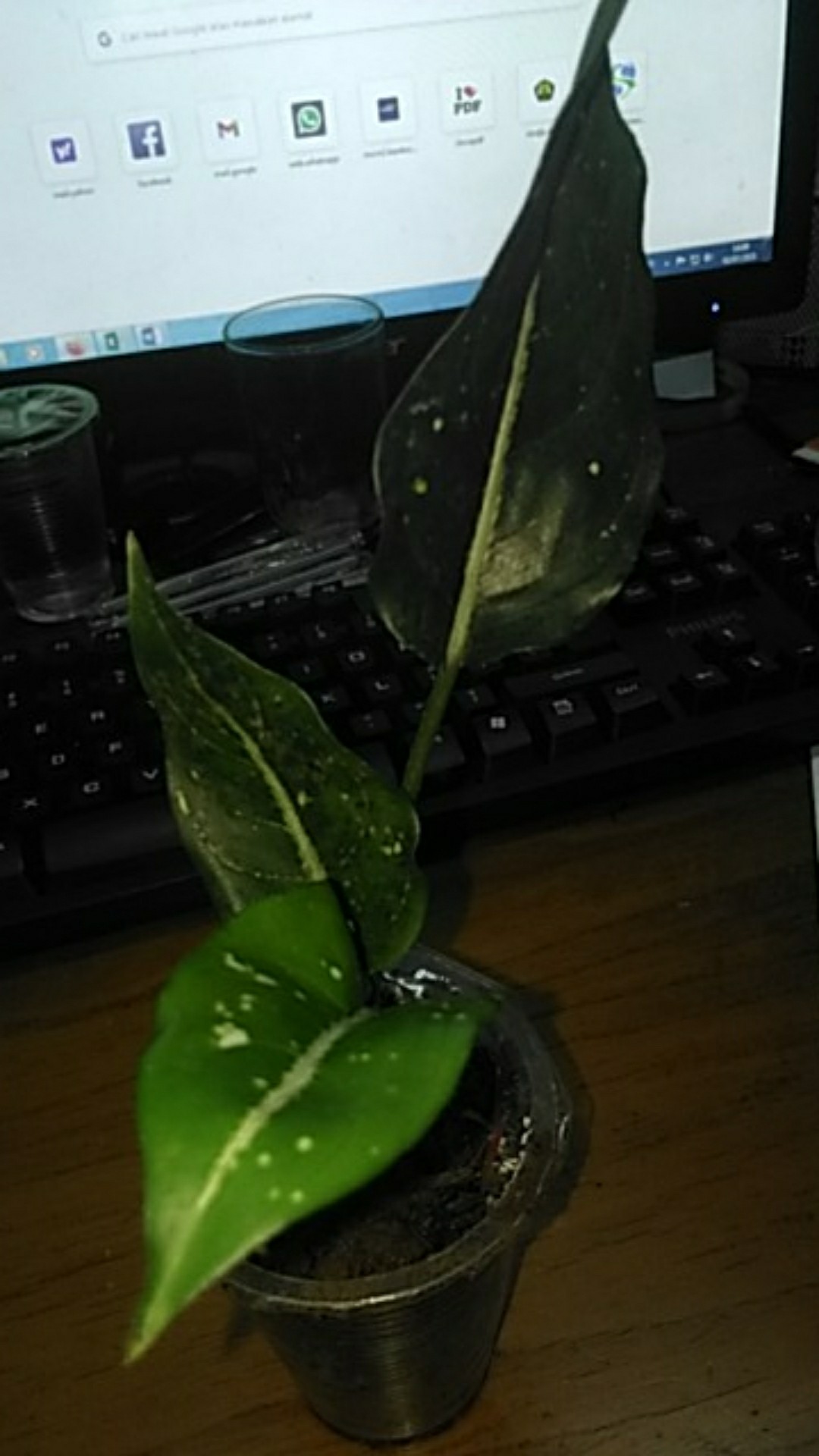 Tanaman Hias Agglonema Sarikit