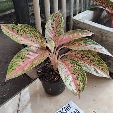 tanaman hias Aglaonema Serena