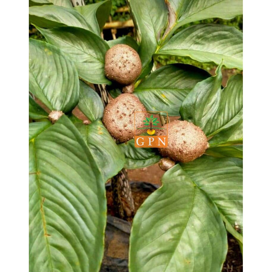 Bibit katak porang