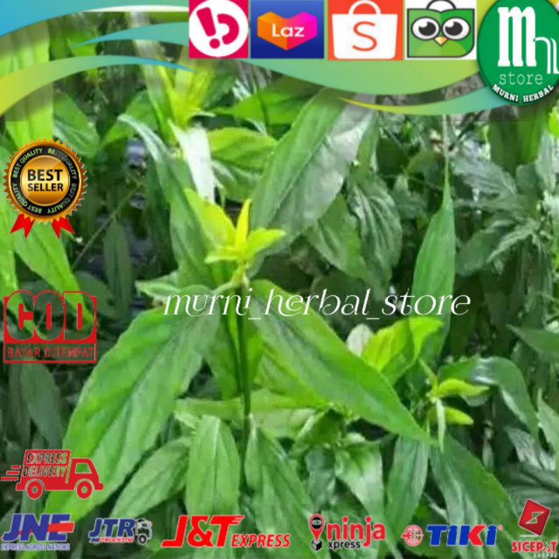 

Daun Belalai Gajah Segar 100gram