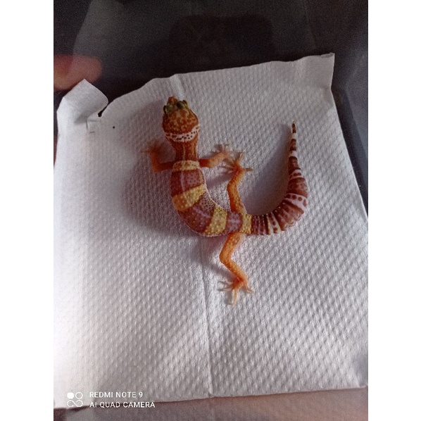 Tremper albino HET Blizzard