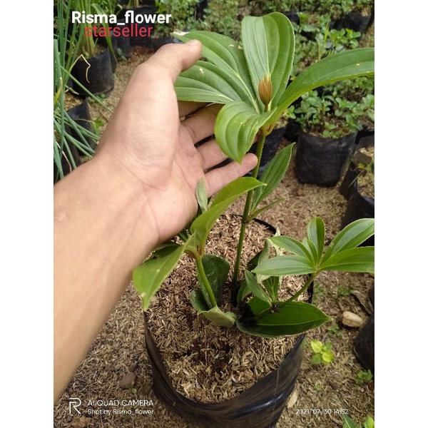 POHON PARIJOTO / TANAMAN PARIJOTO