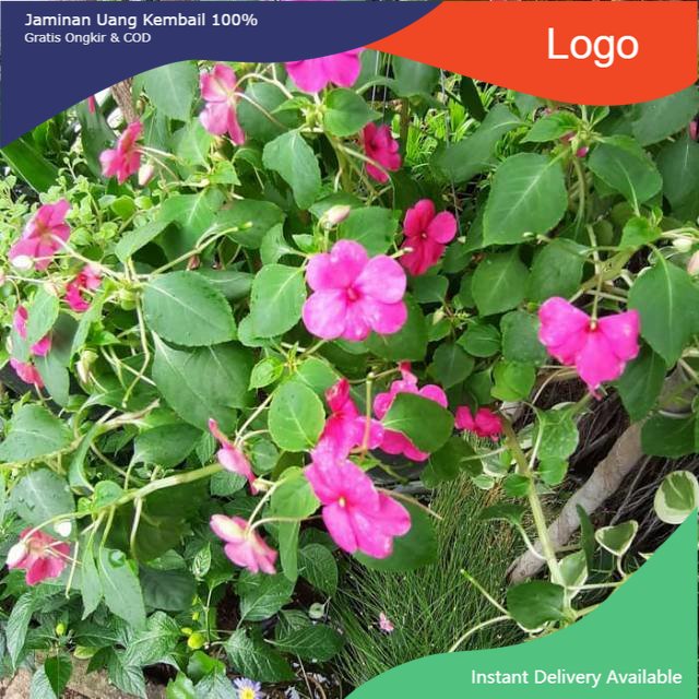 

Promo Daun bunga pacar air segar 100gram