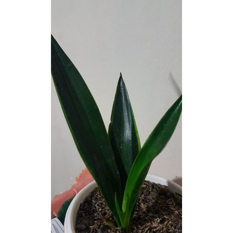 sansivera black dragon/lidah mertua hitam