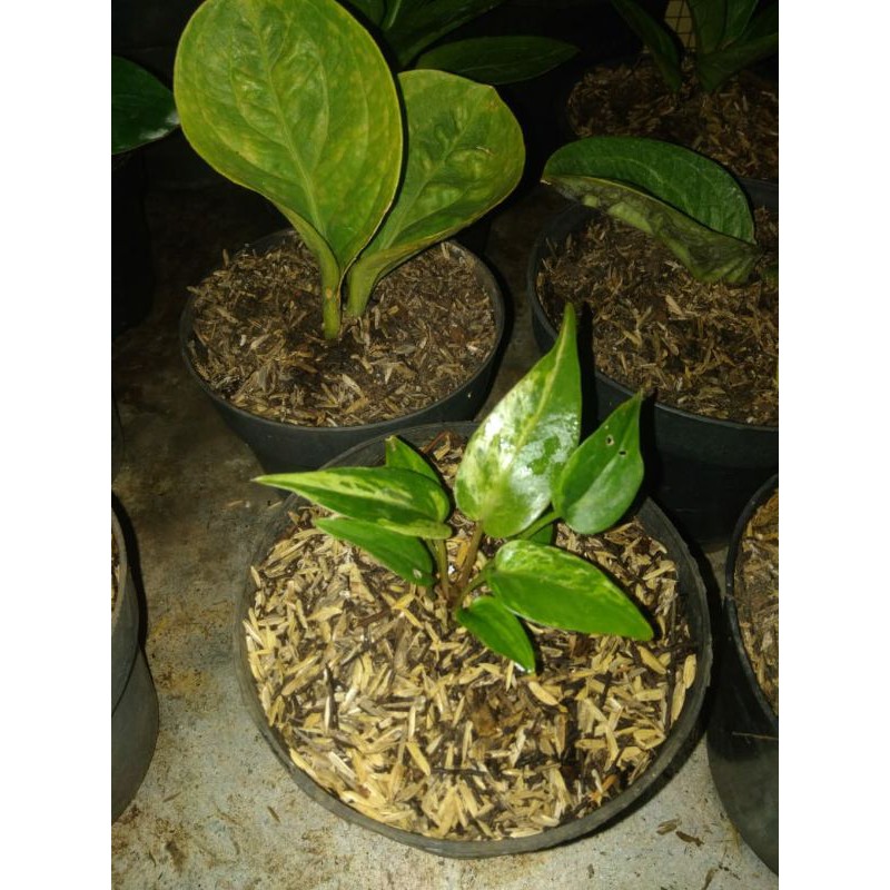 Anakan Hookery rumpun varigata