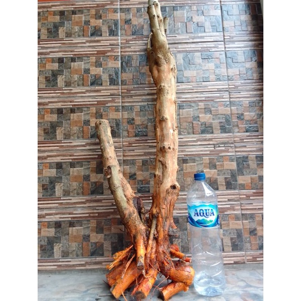 Bahan dangkelan fress bonsai sisir/tanaman sisir /bonsai sisir berkarakter jumbo