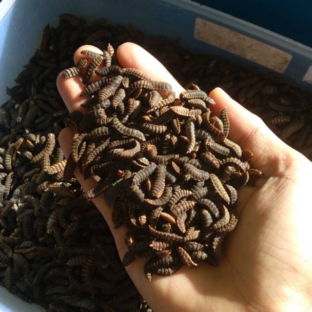 Pupa/Prepupa Magot BSF Super Indukan Lalat BSF 500gr