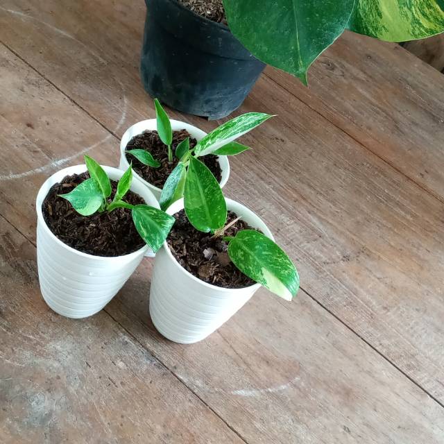 Philodendron Jose Buono Variegata Shopee Indonesia