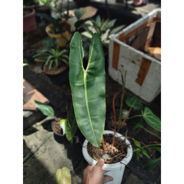 philodendron billitiae