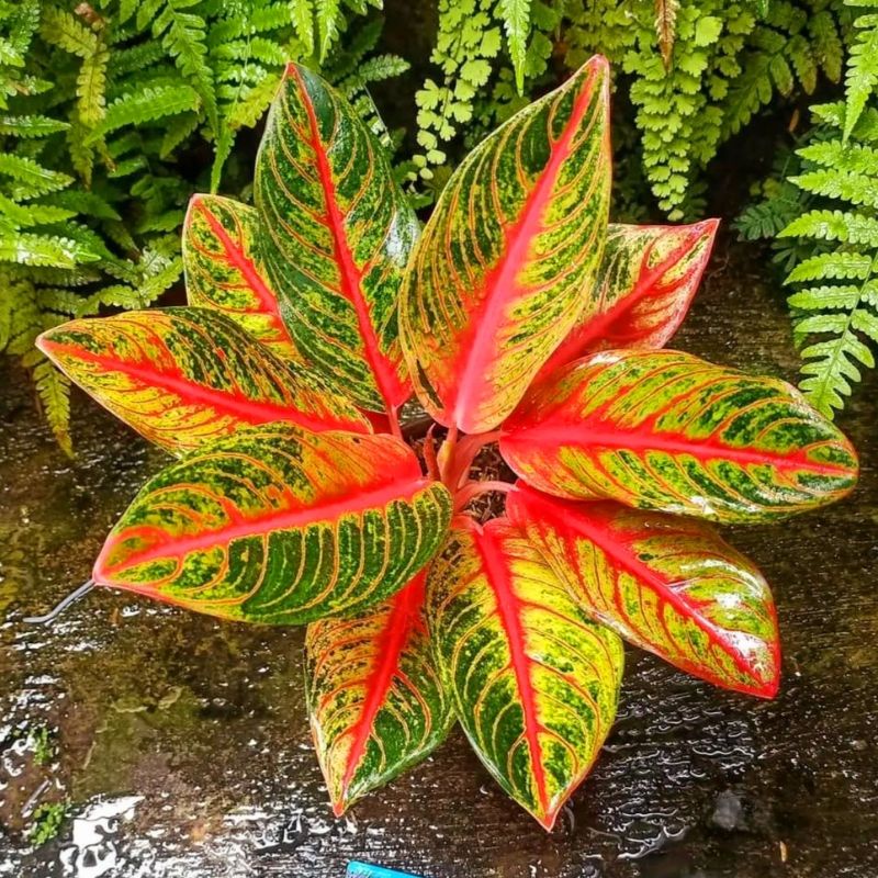 Aglaonema red nancy / Aglonema red nancy florist nursery / Aglonema red nancy (Tanaman hias aglaonem