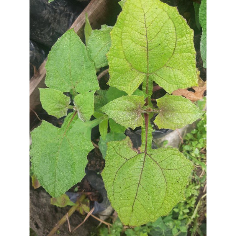 Bibit Yacon, Tanaman Insulin, Yakon, Yacon, Daun Insulin, Smallanthus sonchifolia