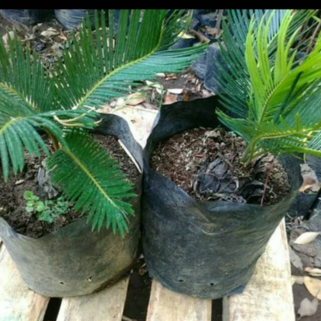 TANAMAN HIAS HIDUP - palem sikas