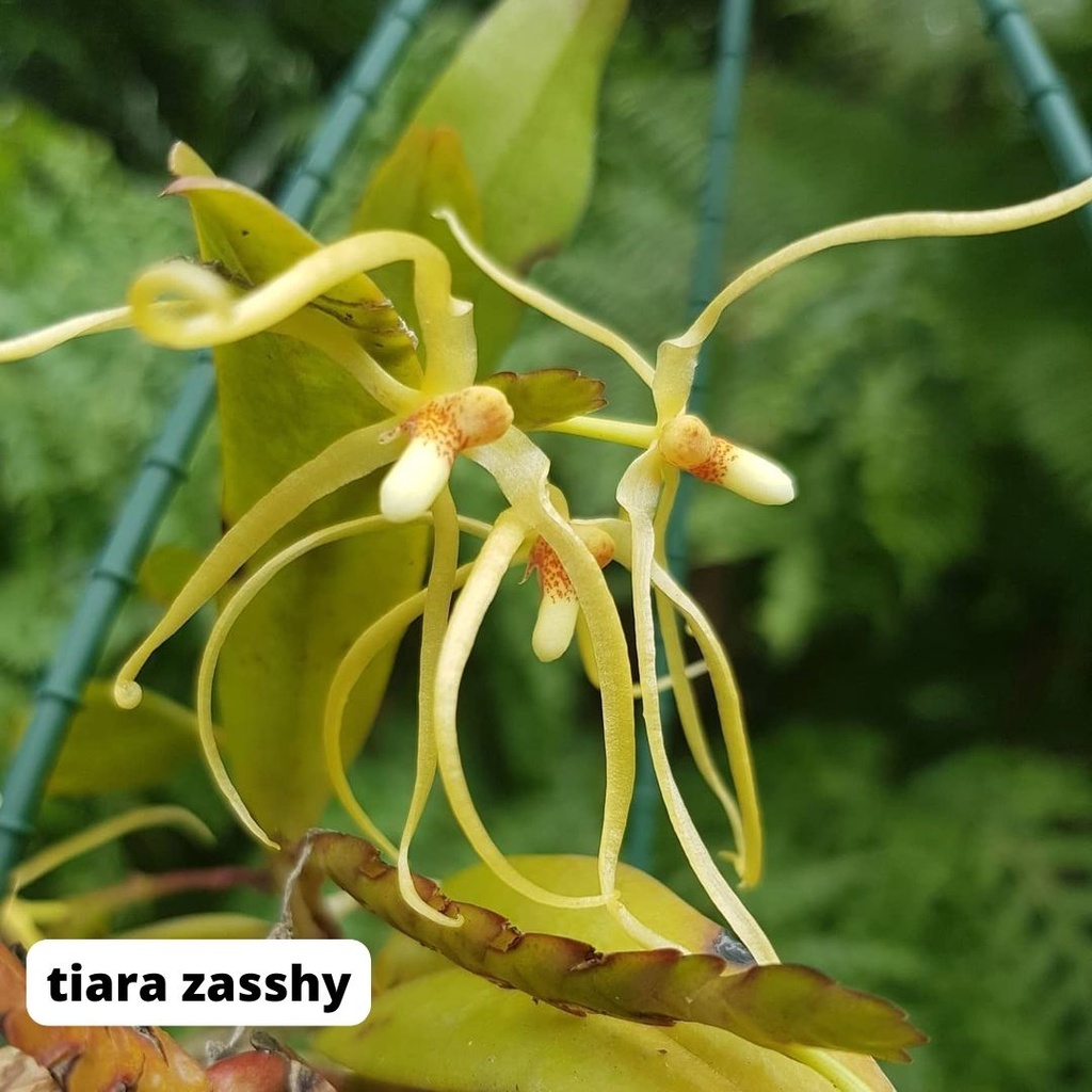 Thrixspermum  anggrek mini berbunga wangi