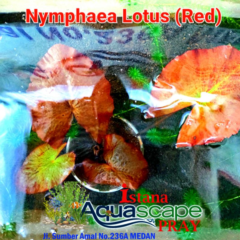 Tanaman Aquascape Nymphaea Lotus Red XL