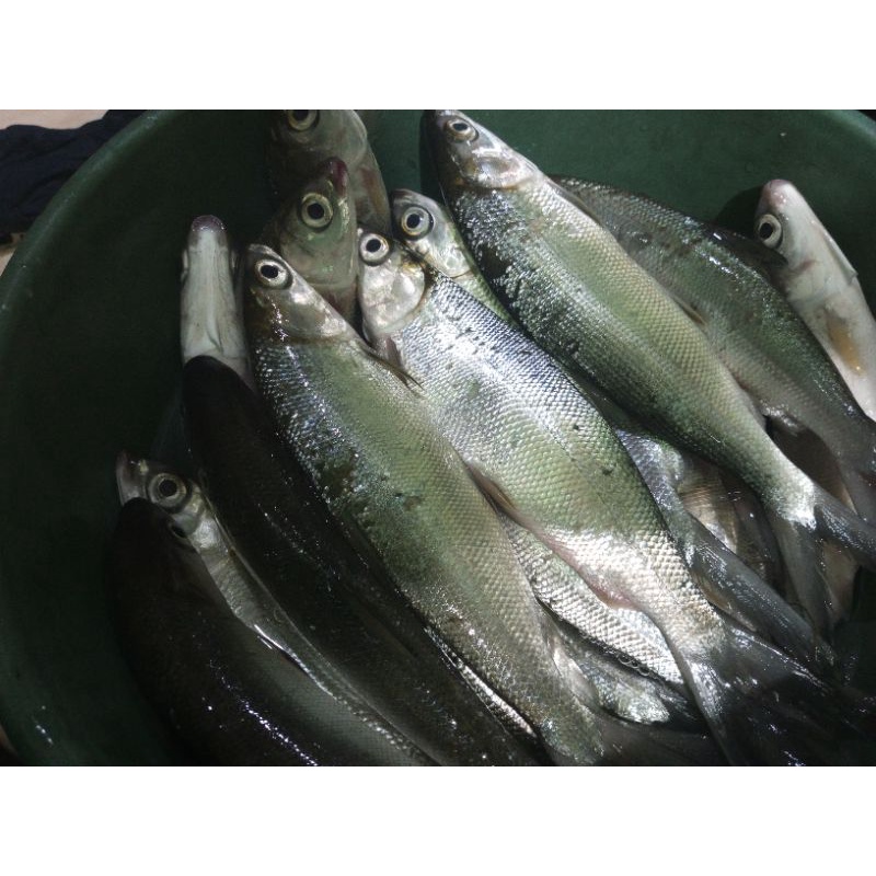 

ikan bandeng fresh 1kg