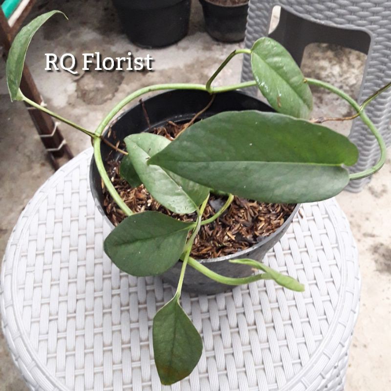 Tanaman Epipremnum Cebu Blue