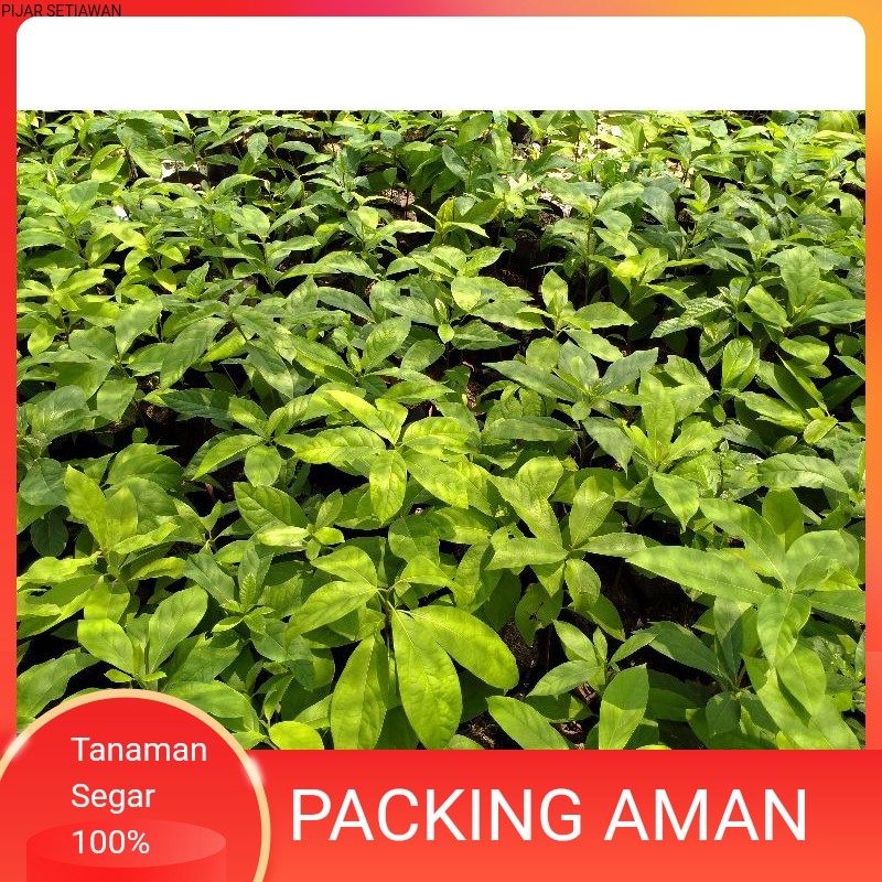 TANAMAN ALPUKAT//SEEDLING OF ALPUKAT