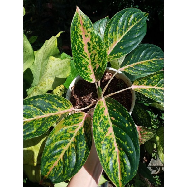 AGLONEMA STRIPTIS ASLI / AGLONEMA STRIPTIS INDUKAN / AGLONEMA STRIPTIS MURAH / AGLONEMA STRIPTIS TER