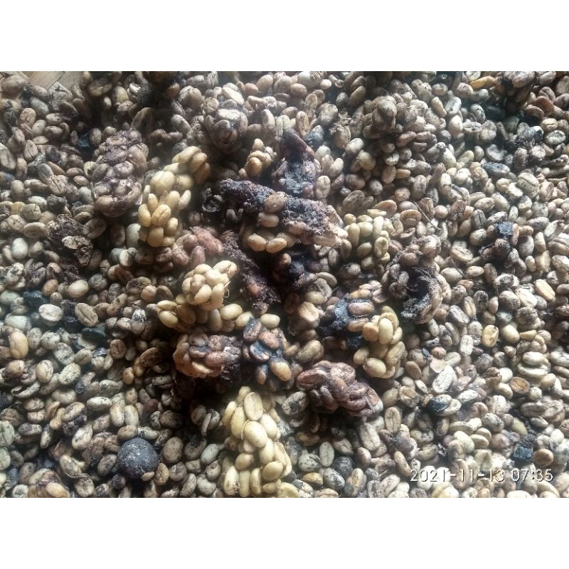 

kopi luwak liar arabika gayo ( aceh tengah )