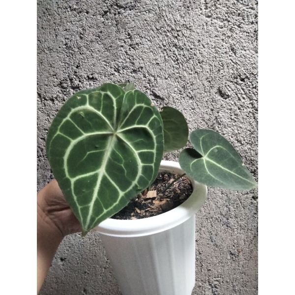 Anthurium Clarinervium king