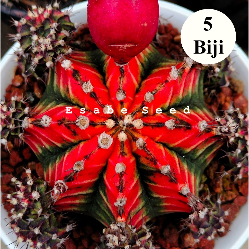 Benih Biji Bibit Kaktus Gymno Japan Clone Cactus Import