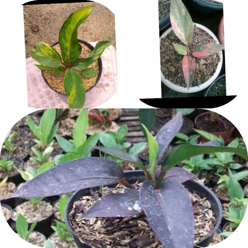 tanaman hias anthurium hookeri, anturium hukeri paket 3 (hukeri varigata, hukeri pink, hukeri hitam)