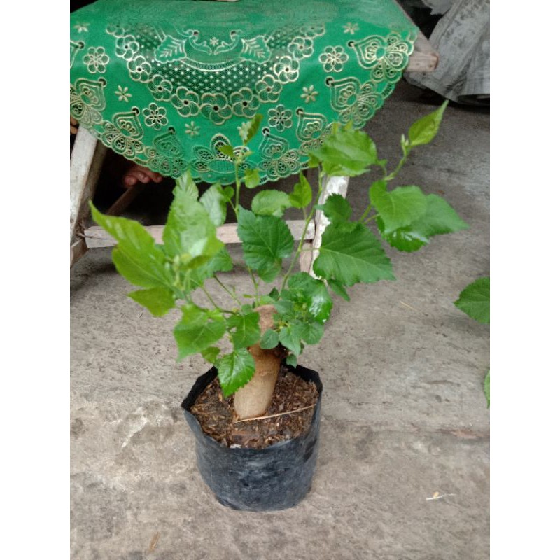 

BIBIT MURBEI dengan Polybag