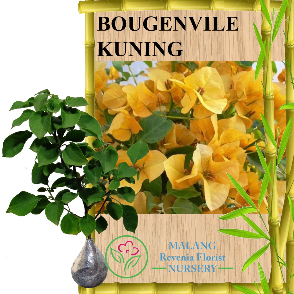 Tanaman Bougenvile Kuning