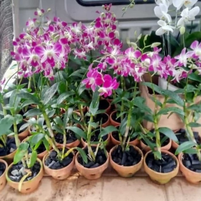 Tanaman Hias Pohon Anggrek Bunga ungu - Pohon Bunga Anggrek