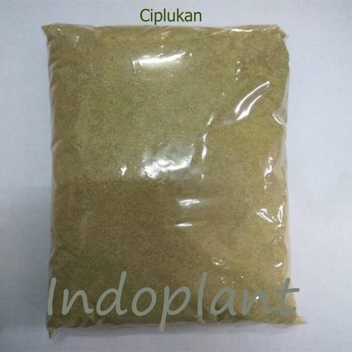 

Serbuk Ciplukan 250 g Bubuk Herba Ceplukan Daun dan Buah Cecendet