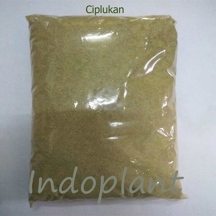 Serbuk Ciplukan 250 g Bubuk Herba Ceplukan Daun dan Buah Cecendet