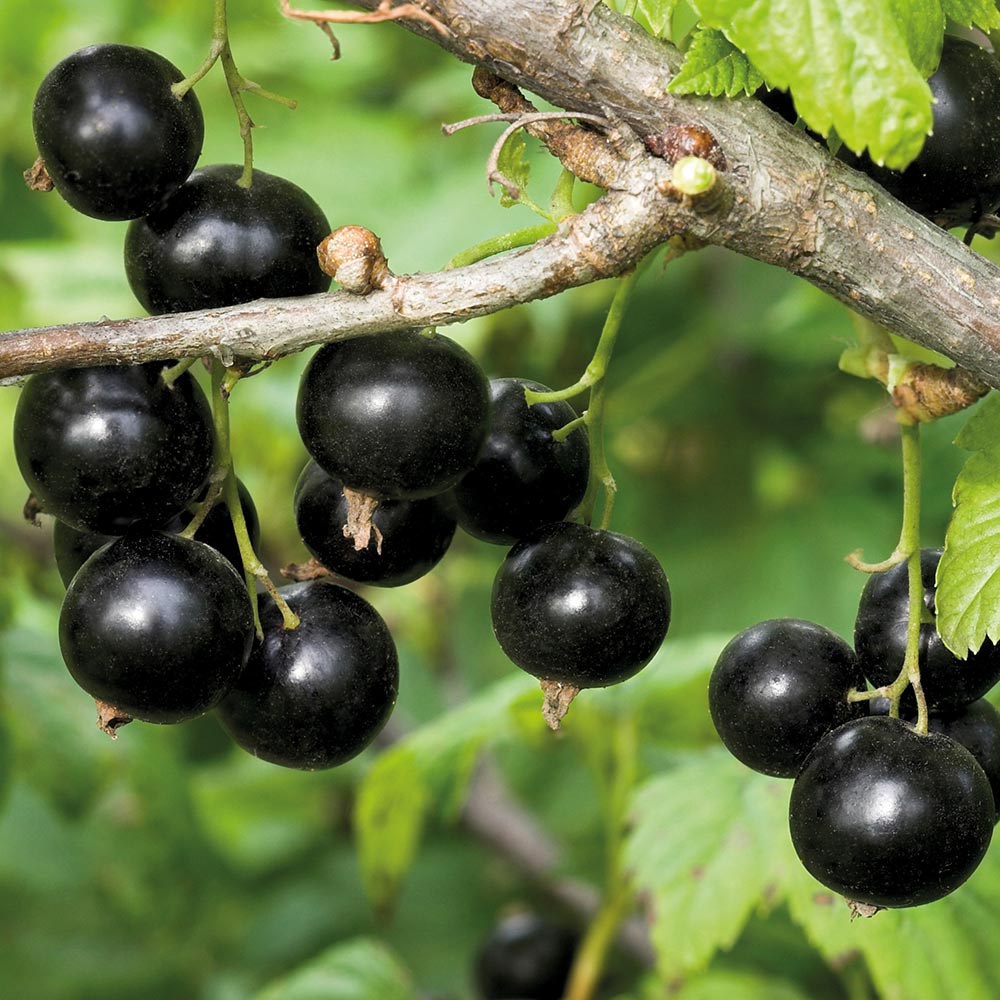 4 Bibit Buah Blackcurrant Premium Seed Benih Tanaman Buah Black Currant Super Ribes Nigrum Unggul