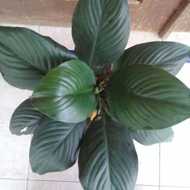 Spatu philum muanaloa