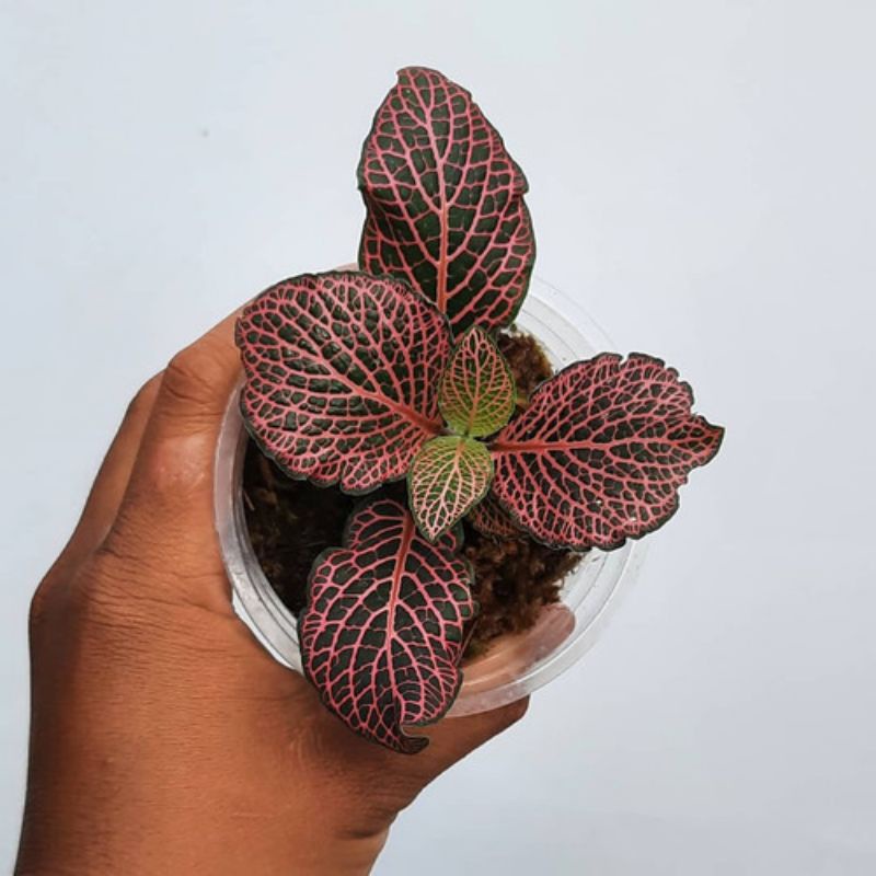 fittonia pink tanaman hias daun fittonia