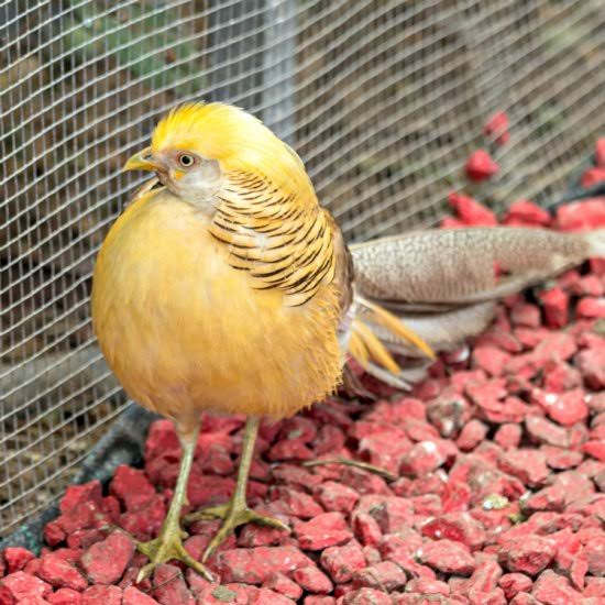 

TELUR AYAM HIAS RINGNECK PHEASANT JENIS YELLOW FERTIL ASLI UNTUK DITETASKAN